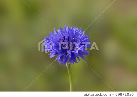 矢車菊 39971056