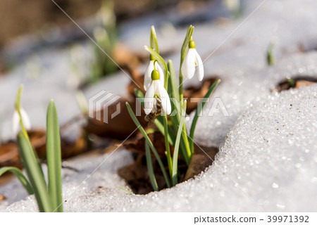 snowdrop in the snow in early spring 39971392