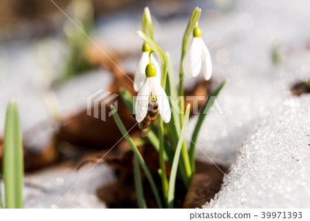 snowdrop in the snow in early spring 39971393