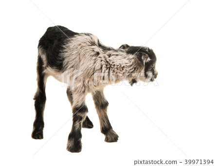 little goatling 39971394