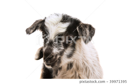 little goatling 39971395