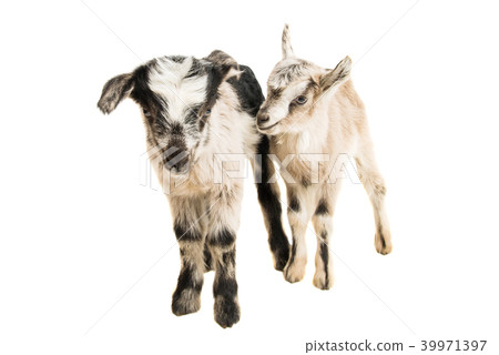 little goatling 39971397
