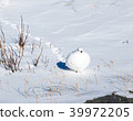 White Ptarmigan walking in a snowy landscape 39972205