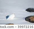 White Ptarmigan walking in a snowy landscape 39972216