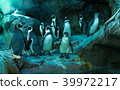 Group of penguins at the Calgary zoo 39972217