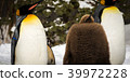 Baby penguin sleeping with two adults 39972228