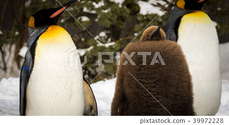 Baby penguin sleeping with two adults Baby penguin sleeping with two adults 39972228
