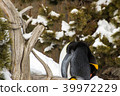 Penguin sleeping outside in the snow standing up 39972229