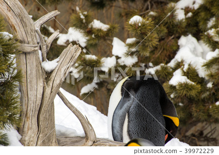 Penguin sleeping outside in the snow standing up Penguin sleeping outside in the snow standing up 39972229
