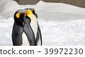 Penguin sleeping outside in the snow standing up 39972230