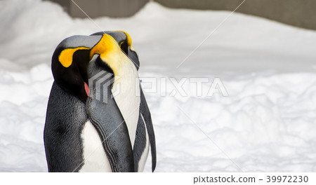 Penguin sleeping outside in the snow standing up Penguin sleeping outside in the snow standing up 39972230