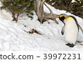 Penguin outside in snow cleaning itself 39972231