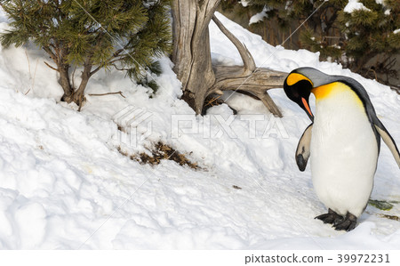 Penguin outside in snow cleaning itself Penguin outside in snow cleaning itself 39972231