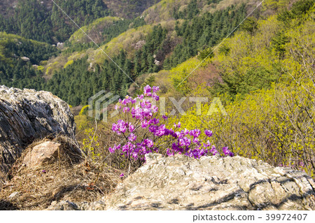 Azalea, Suru-san, Gunpo-si, Gyeonggi-do 39972407