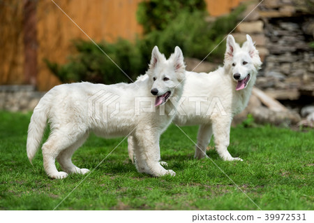 Berger Blanc Suisse White german shepherd poppy 39972531