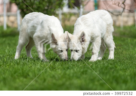 Berger Blanc Suisse White german shepherd poppy 39972532