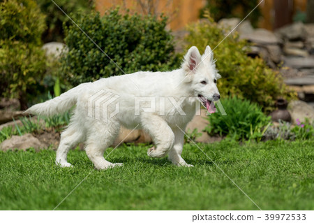 Berger Blanc Suisse White german shepherd poppy 39972533