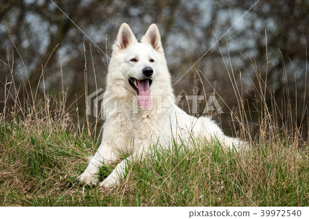 Berger Blanc Suisse White german shepherd 39972540