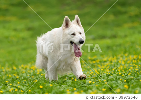 Berger Blanc Suisse White german shepherd Berger Blanc Suisse White german shepherd 39972546