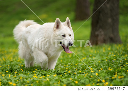 Berger Blanc Suisse White german shepherd 39972547