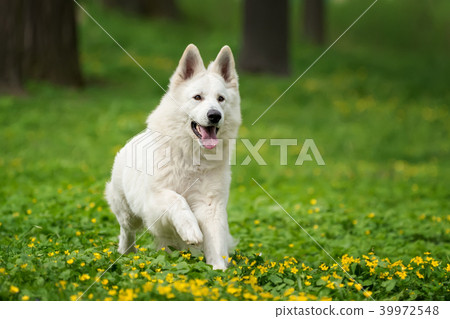 Berger Blanc Suisse White german shepherd Berger Blanc Suisse White german shepherd 39972548