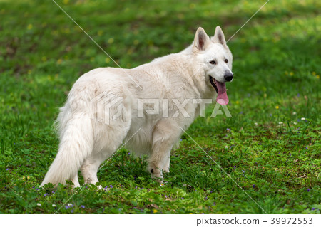 Berger Blanc Suisse White german shepherd 39972553