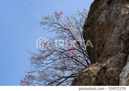 Azalea，Suru-san，Gunpo-si，Gyeonggi-do 39972576