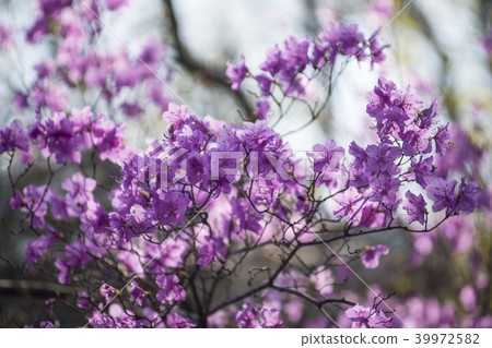 Azalea,Suru-san,Gunpo-si,Gyeonggi-do Azalea,Suru-san,Gunpo-si,Gyeonggi-do 39972582