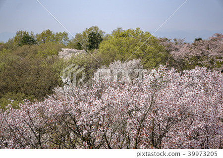 Cherry blossoms from Rokudoyama Park Observatory Cherry blossoms from Rokudoyama Park Observatory 39973205