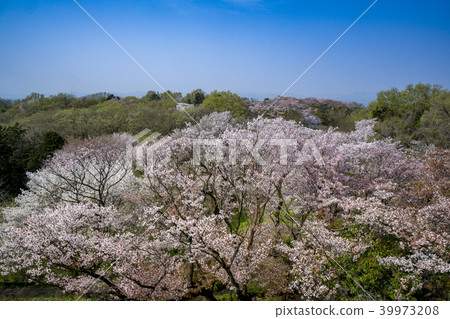 來自Rokudoyama Park Observatory的櫻花 39973208
