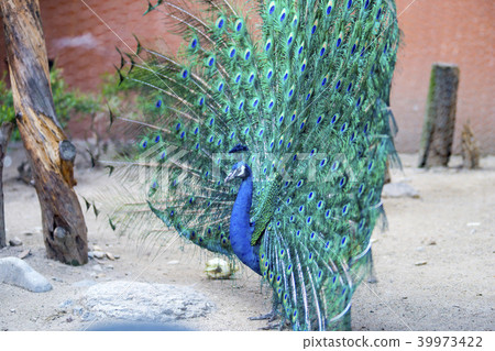 Peacock, Seoul National University Park, Gwacheon, Gyeonggi-do Peacock, Seoul National University Park, Gwacheon, Gyeonggi-do 39973422
