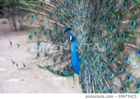 Peacock, Seoul National University Park, Gwacheon, Gyeonggi-do 39973425