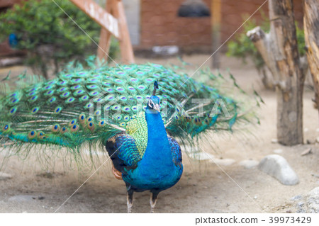 Peacock, Seoul National University Park, Gwacheon, Gyeonggi-do Peacock, Seoul National University Park, Gwacheon, Gyeonggi-do 39973429