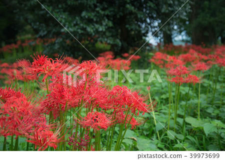 群集孤挺花盛開 39973699