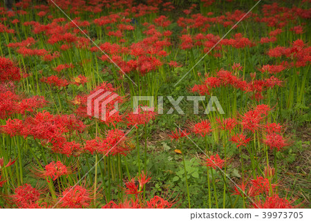 A cluster amaryllis of the Nittsumori burial mound group A cluster amaryllis of the Nittsumori burial mound group 39973705