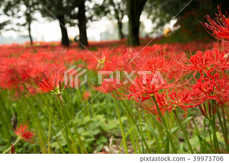 Cluster amaryllis full bloom Cluster amaryllis full bloom 39973706
