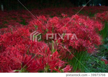 群集孤挺花盛開 群集孤挺花盛開 39973708