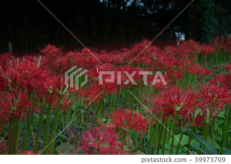 群集孤挺花盛開 39973709