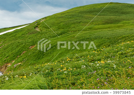 登山者在Iityo山脈和Oni-dake周圍,Nikkous Kushige開花 登山者在Iityo山脈和Oni-dake周圍,Nikkous Kushige開花 39973845