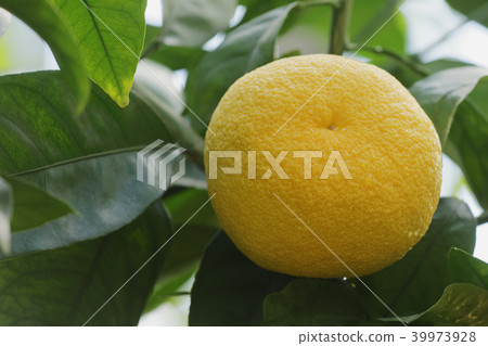 Bitter orange fruit 39973928
