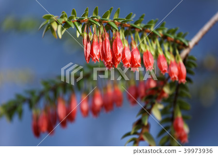 Flowers of Agapetes 39973936