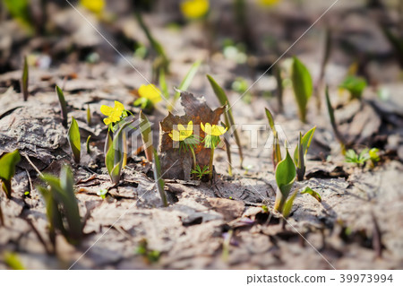 First spring flowers. Flowering of yellow Eranthis, last year's foliage. Selective focus, spring 39973994