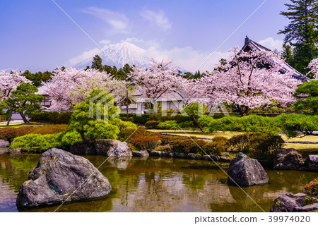 櫻花盛開Oishiji花園和富士山 39974020