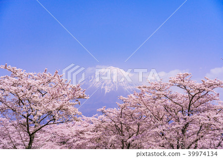 櫻花盛開 39974134