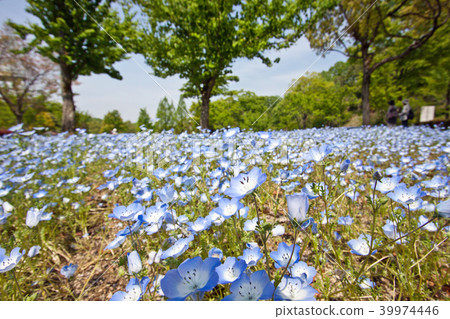 Nemophila 1 Nemophila 1 39974446
