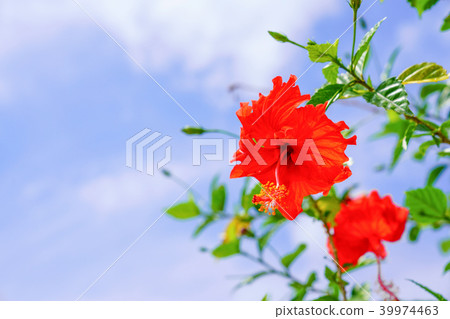Hibiscus 39974463