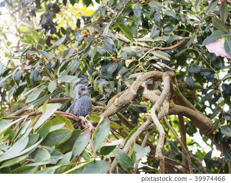 Flowers and hiyori (in the tree) 39974466