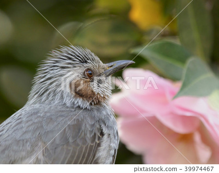 Flowers and hiyori (slightly backward) 39974467