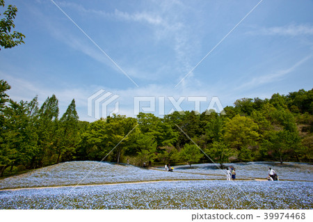 Nemophila 11 Nemophila 11 39974468