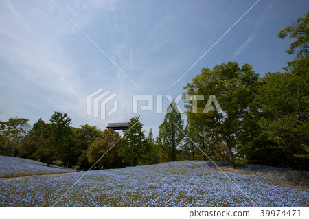 Nemophila 14 Nemophila 14 39974471